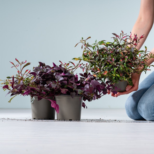 3er Set Papageienblatt von BLUME2000 für Balkonkasten und Blumenkübel - Bild 1