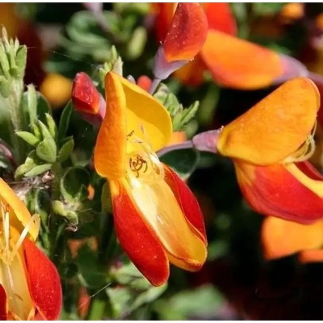 Edelginster Fulgens Cytisus scoparius gelber Zierstrauch Höhe: 40-60 cm - Bild 1