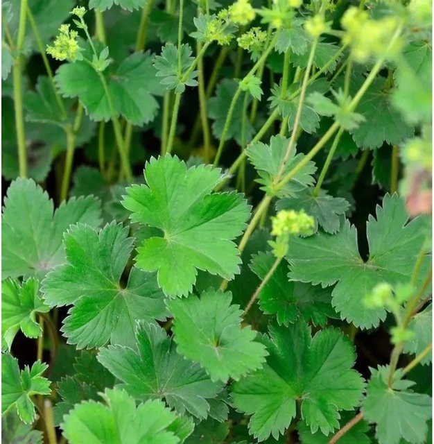 Alchemilla erythropoda Frauenmantel als winterharte Staude in Grün im Topf - Bild 1