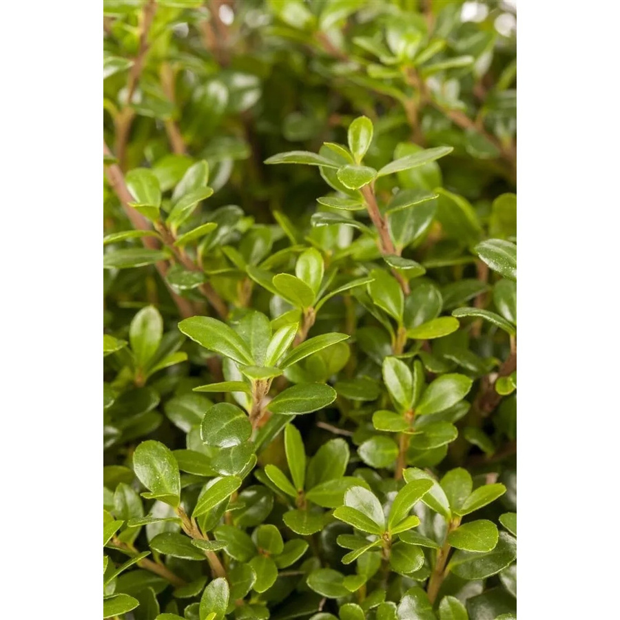 Ilex crenata Glorie Gem Heckenpflanze, grün, Höhe: 80-100 cm - Bild 2