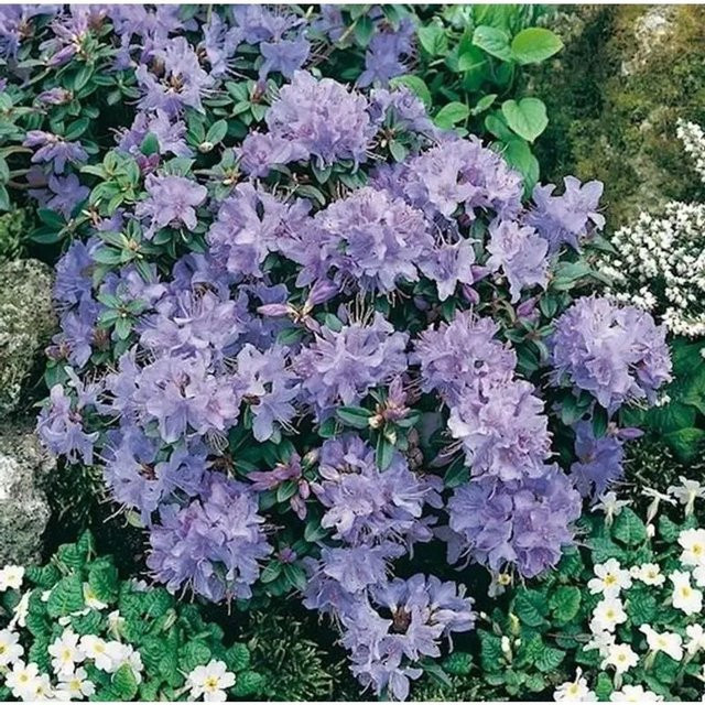 Zwerg Rhododendron Blue Tit Rhododendron impeditum Alpenrose in Blau und Violett von Nr-01.de - Bild 1