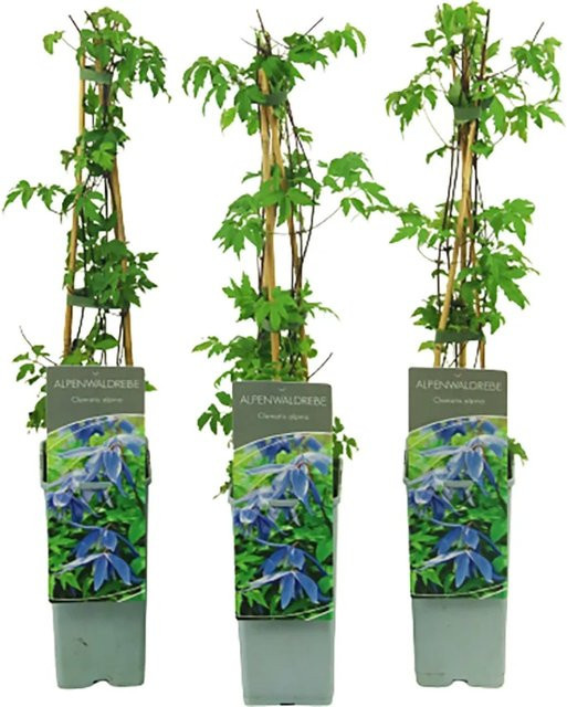 Clematis alpina Alpen-Waldrebe in Lilablau von GROW by OBI, Kletterpflanze für Garten und Terrasse, Höhe: 40 - 60 cm - Bild 1