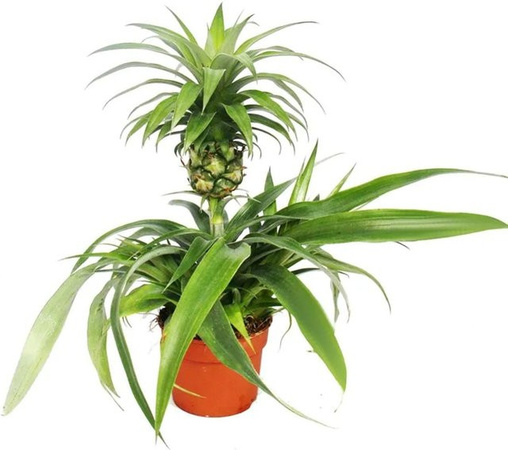 Exotenherz Ananas Champaca Zierananas Zimmerpflanze in Grün im Topf