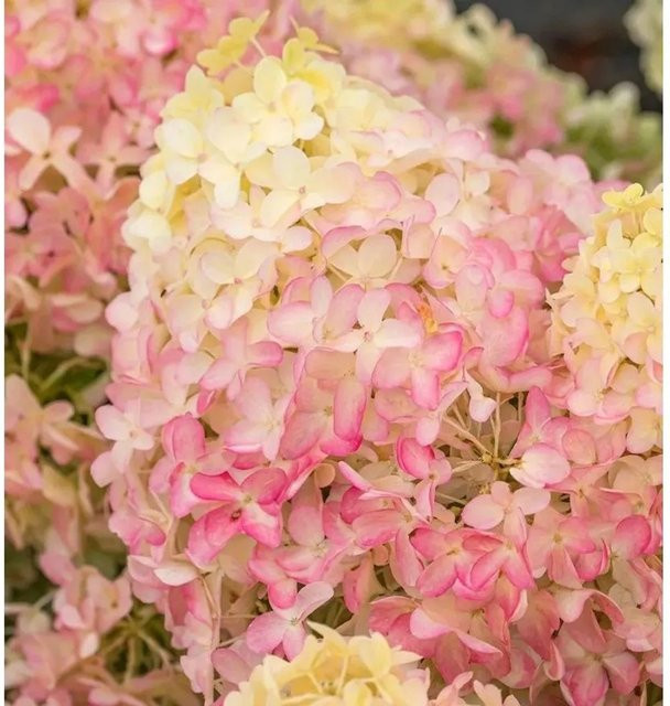 Rispenhortensie Magical Summer Hydrangea paniculata in Rosa und Pink, Höhe: 30-40 cm - Bild 1