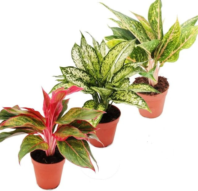 Exotenherz Aglaonema Set aus 3 verschiedenen buntblättrigen Kolbenfaden Pflanzen, Topfgröße: 12 cm - Bild 1