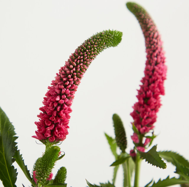 Blume2000 Pinke Veronika Single Stem - Bild 1