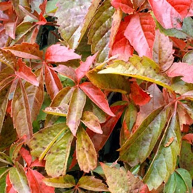 Arborix Wilder Wein Parthenocissus quinquefolia Kletterpflanze im Container mit roter Herbstfärbung, Höhe: 50 bis 60 cm - Bild 1