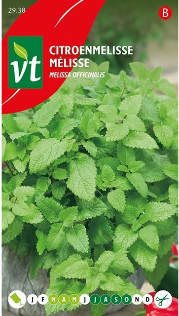 Arborix Zitronenmelisse Saatgut mit frischem Zitronenduft, 0,75 g - Bild 1