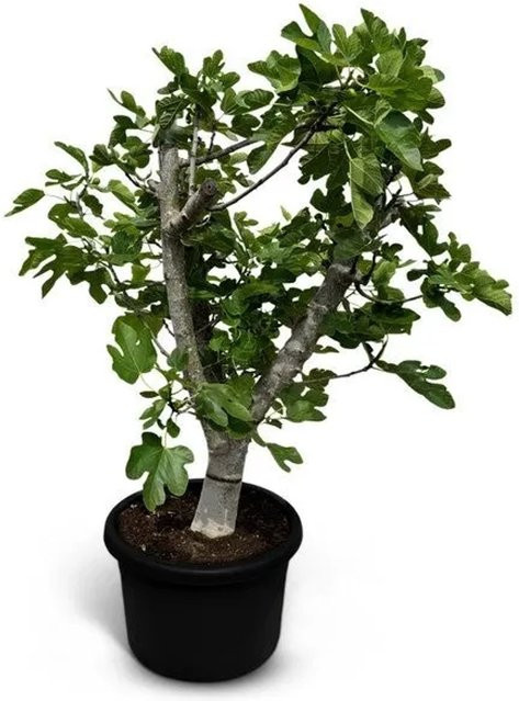 Sunny-Tree Feigenbaum Brown Turkey Ficus Carcia, 220 cm Höhe, inklusive Topf - Bild 1