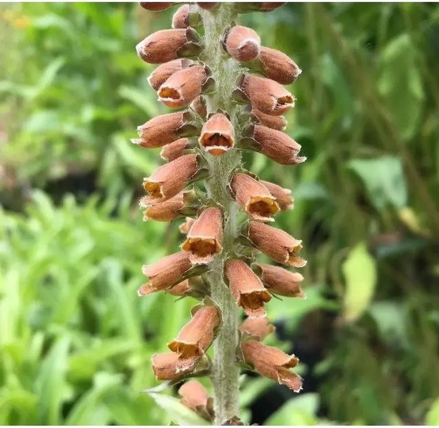 Kleinblütiger Fingerhut Digitalis parviflora als mehrjährige Pflanze für Steingärten von Nr-01.de - Bild 1