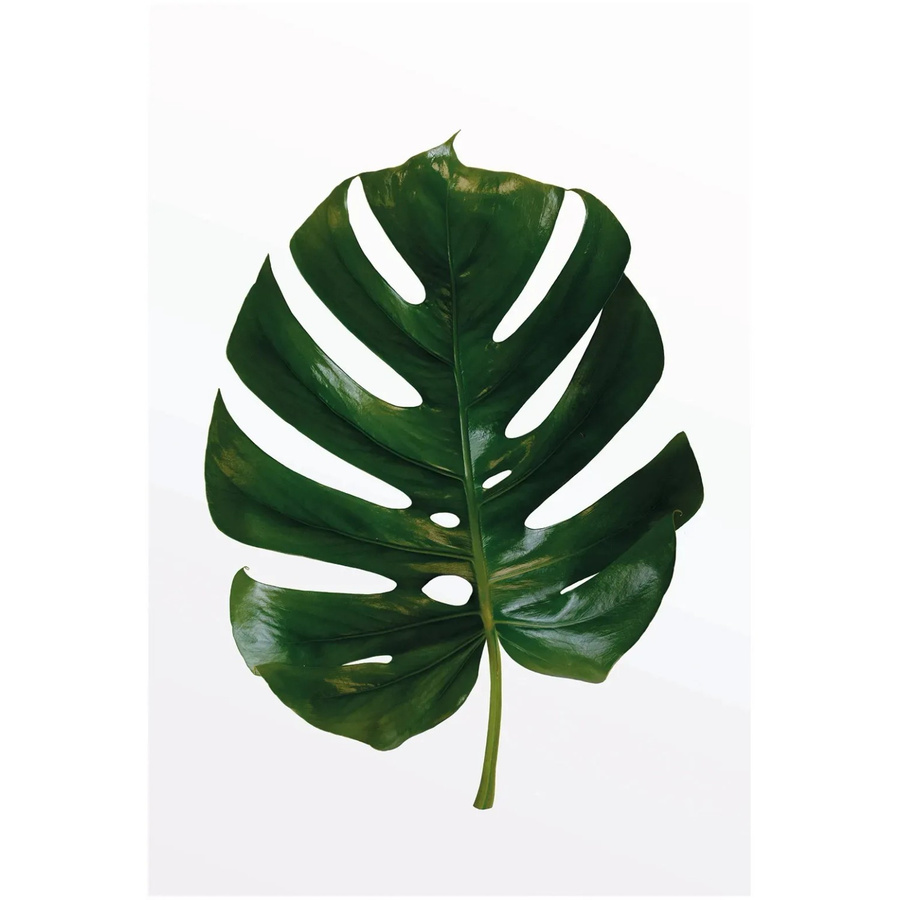 Komar Wandbild Monstera Leaf Green, B: 50 cm, H: 70 cm - Bild 2