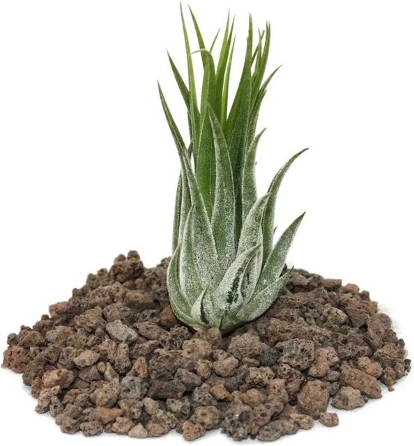 Exotenherz Tillandsia Scarposa Lose Pflanze - Bild 1