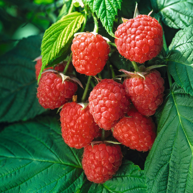 BIO Himbeere Summer Chef Rubus idaeus Beerenstrauch von BLUME2000 - Bild 1