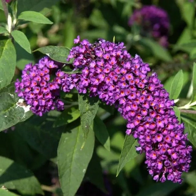 Sommerflieder Buddleja Nanho Purple als Zierstrauch für den Garten, Höhe: 60-80 cm - Bild 1