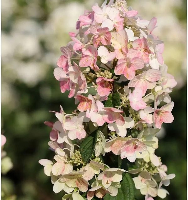 Rispenhortensie Confetti Hydrangea paniculata von Nr-01.de, Höhe: 40-60 cm - Bild 1