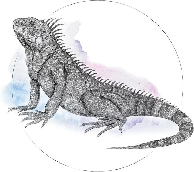 Komar Wandbild Iguana Watercolor in Multicolour, Breite: 40 cm, Höhe: 50 cm - Bild 1