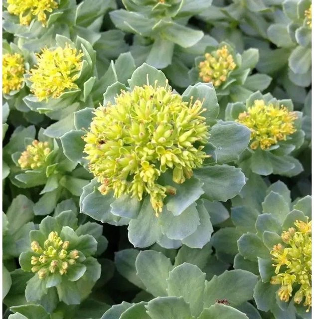 Rhodiola rosea Rosenwurz gelbe Blüte von Nr-01.de als mehrjährige Pflanze im Topf - Bild 1