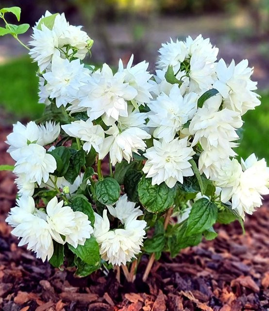Duftender Gartenjasmin Pearls of Perfume® - Bild 1
