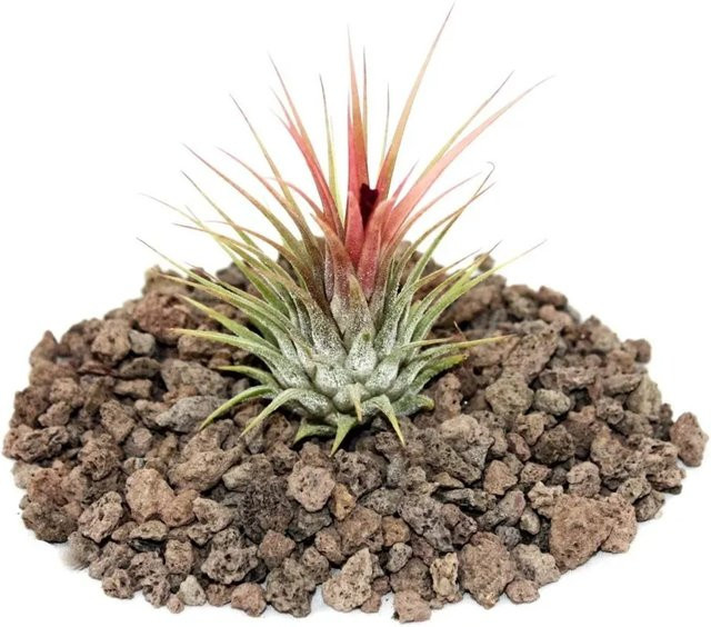 Exotenherz Tillandsia Ionantha Ionantha Lose Pflanze - Bild 1