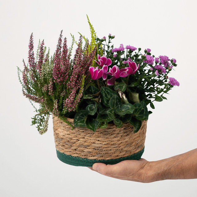 Herbst Trio Pflanzen im Korb von BLUME2000 für den Outdoor-Bereich - Bild 1