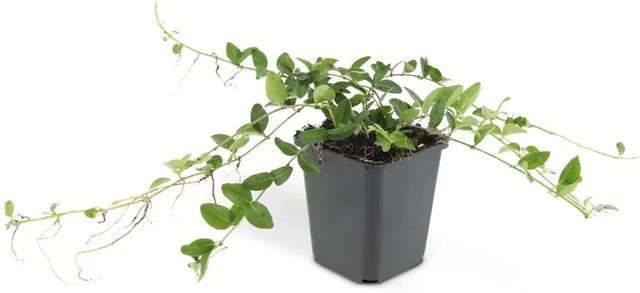 Exotenherz Vinca Minor Alba Weißblühender Bodendecker Kleines Immergrün, 6 Pflanzen im 9cm Topf - Bild 1