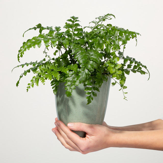 Asplenium Parvati Streifenfarn von BLUME2000 in Grün - Bild 1