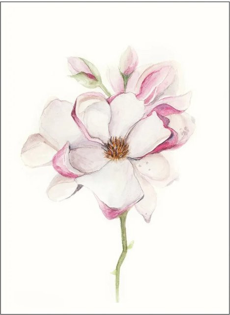 Komar Wandbild Magnolia Blossom in Pink, B: 40 cm, H: 50 cm - Bild 1