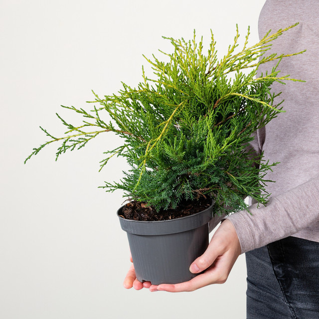 Wacholder Gold Coast Juniperus horizontalis von BLUME2000 - Bild 1