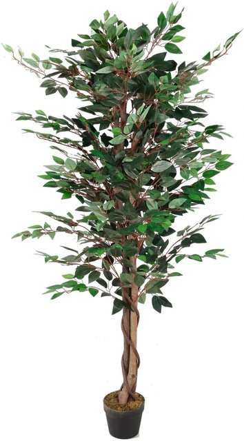 Lex Kunstpflanze Ficus Dekobaum in Grün, Höhe: 160 cm - Bild 1