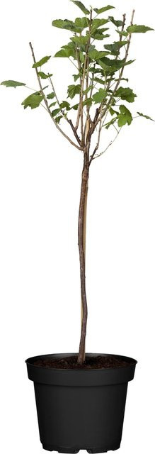 GROW by OBI Bio Weiße Johannisbeere Ribes rubrum als Fußstamm - Bild 1