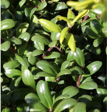 Ilex crenata Kugelschnitt Glorie Dwarf in Grün, Höhe: 15-20 cm