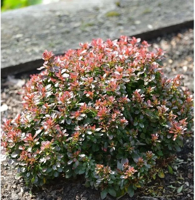 Berberis thunbergii Zwergbarberitze in Rot für den Außenbereich - Bild 1