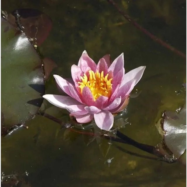 Seerose Nymphaea Froebeli für den Teich - Bild 1