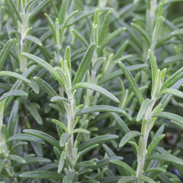 BIO Rosmarin kriechend Salvia rosmarinus Kräuterpflanze von BLUME2000, 3 Stück - Bild 1