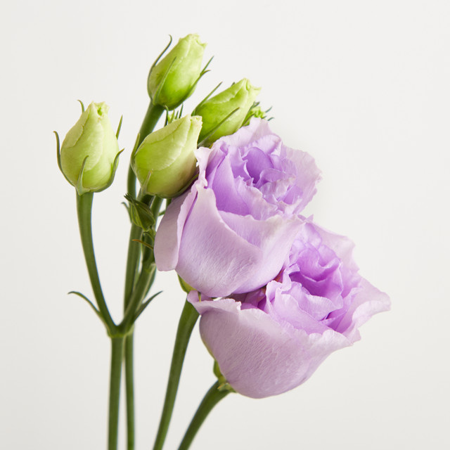 Blume2000 Lisianthus Blume Purple single stem - Bild 1