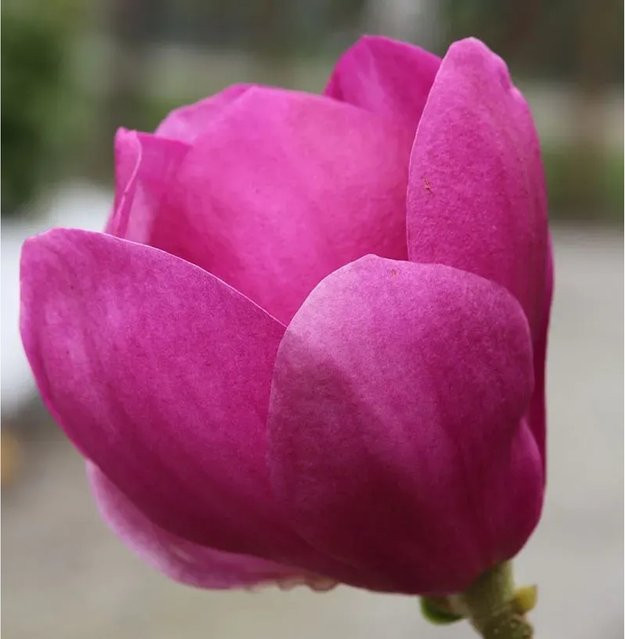 Magnolia Cleopatra Zierstrauch in Pink, Höhe: 30-40 cm - Bild 1