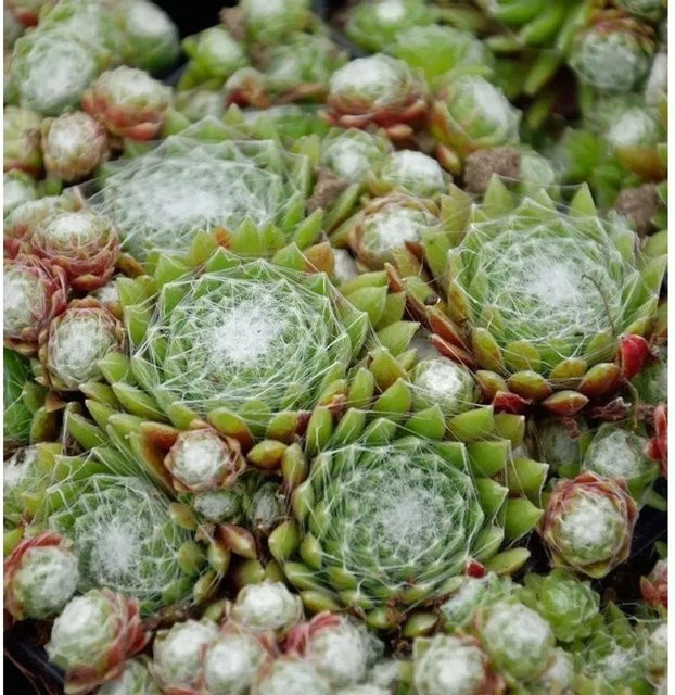 Sempervivum arachnoideum Spinnweb Hauswurz von Nr-01.de, grüne Gartenpflanze - Bild 1