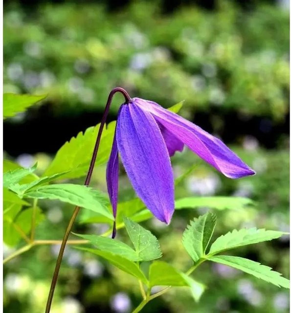 Clematis macropetala Frühe Alpen Waldrebe Georg von Nr-01.de, Kletterpflanze für den Garten - Bild 1