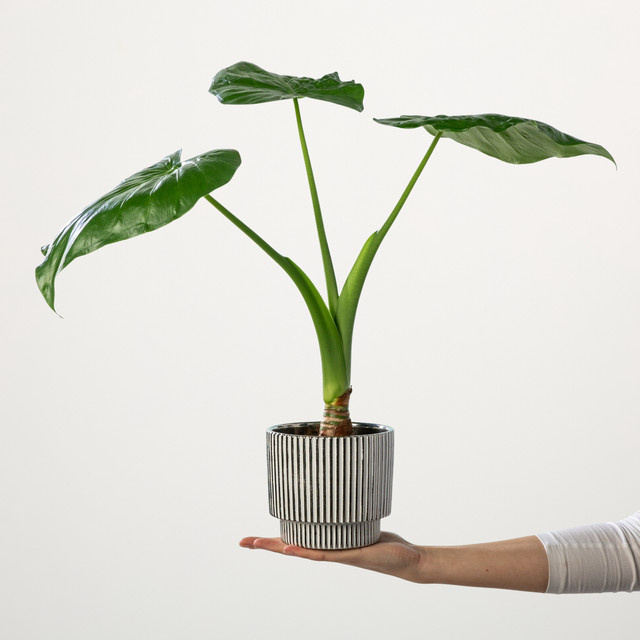 Alocasia Cucullata Zimmerpflanze von BLUME2000 in Grün und Blau - Bild 1