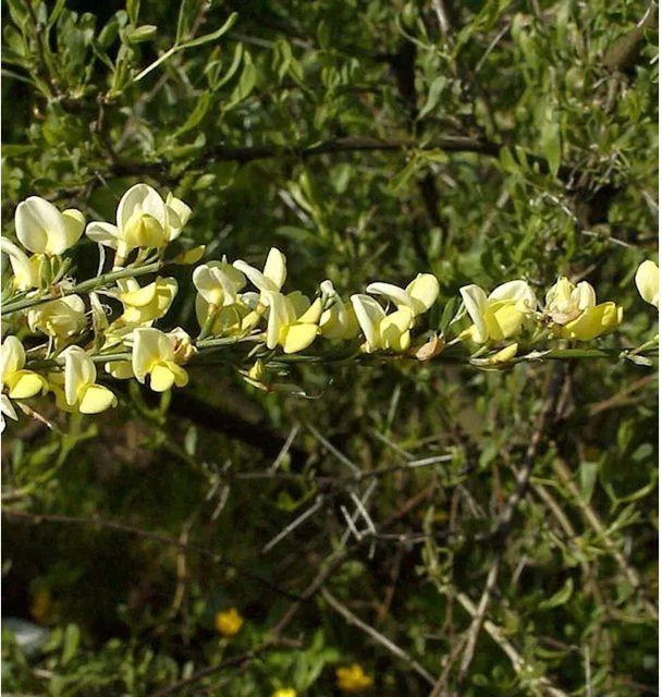 Weißer Ginster Cytisus praecox Strauch in Weiß von Nr-01.de - Bild 1