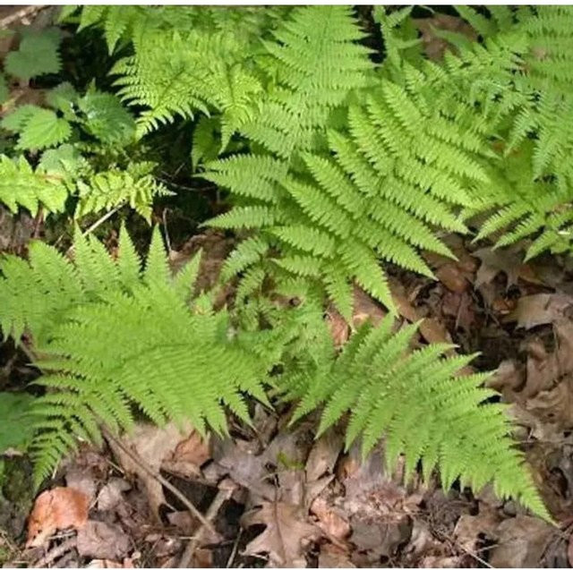 Wald Frauenfarn Athyrium filix femina in grünem Topf von Nr-01.de - Bild 1