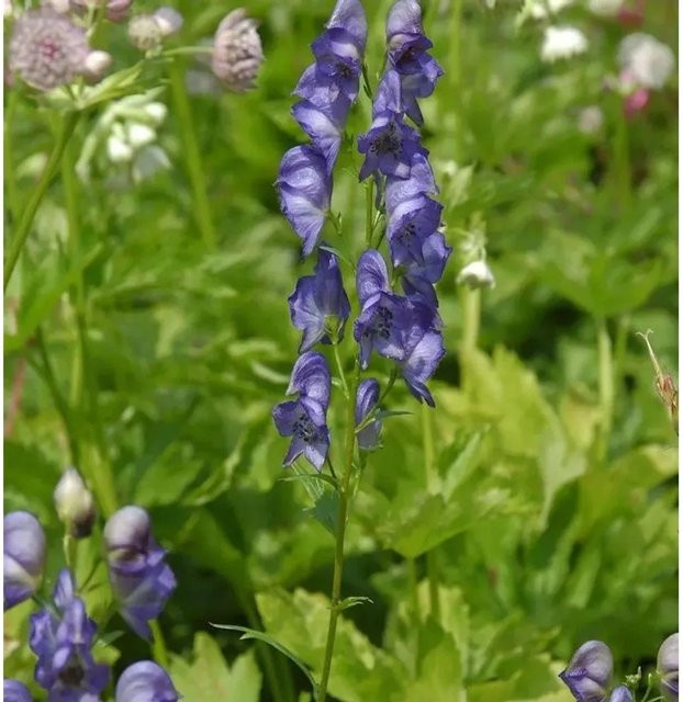 Eisenhut Kleiner Ritter Aconitum napellus Blaue Staudenpflanze von Nr-01.de - Bild 1