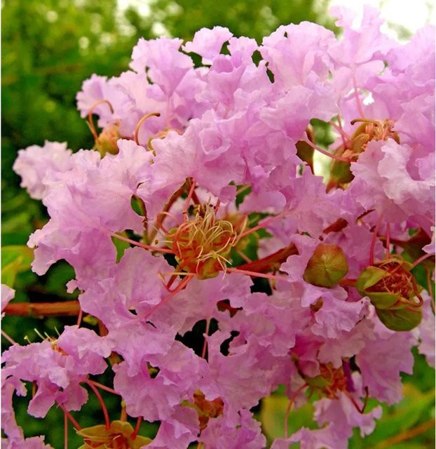 Chinesische Kräuselmyrte Turenne Lagerstroemia indica in Pink, 30-40 cm Höhe - Bild 1