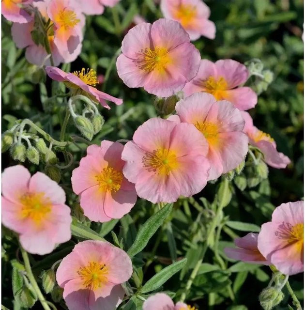 Sonnenröschen Wisley Pink Helianthemum als pinkfarbener Bodendecker für Steingärten und Einfassungen - Bild 1