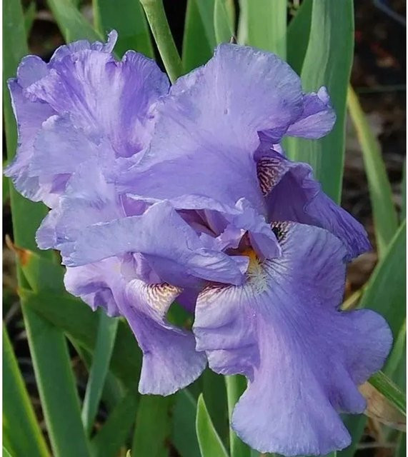 Schwertlilie Sea Double Iris barbata in Lila als mehrjährige Beetpflanze - Bild 1