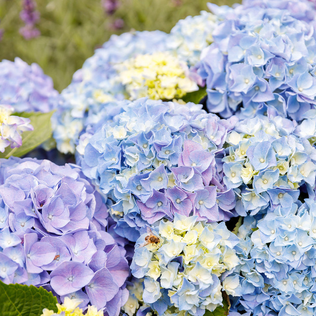 Bauernhortensie Music Collection Blue Ballad blau von Mein schöner Garten Shop - Bild 1