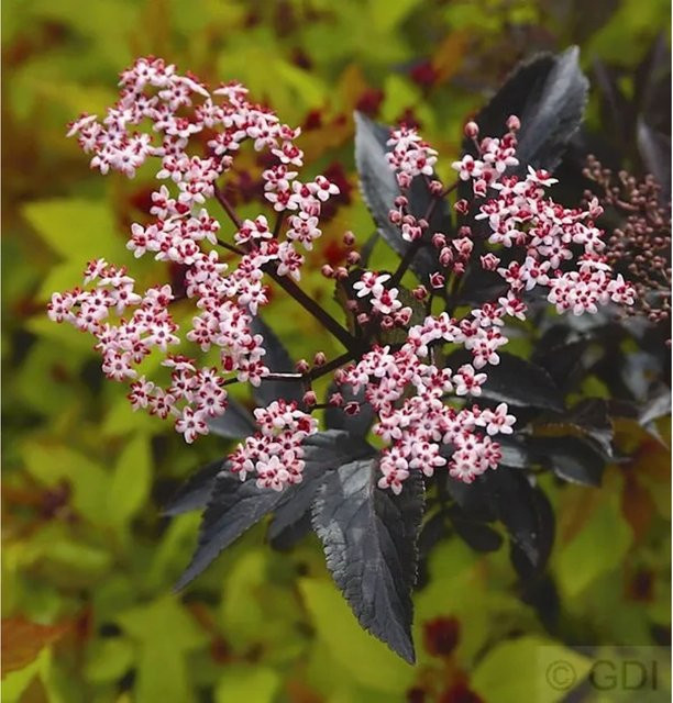 Sambucus nigra Schwarzer Holunder Black Beauty Zierstrauch von Die Nr-01.de - Bild 1