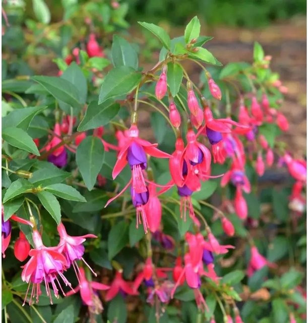 Fuchsia Tom Thumb Fuchsia magellanica Stauden in Pink und Purple - Bild 1