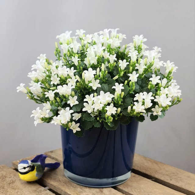 Campanula Glockenblume als mehrjährige Topfpflanze in Weiß oder Blau für den Garten und Außenbereich - Bild 1