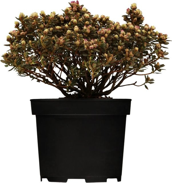 GROW by OBI Zwergalpenrose Blaue Mauritius Rhododendron in Blau und Grün, Höhe ca. 10 - 20 cm - Bild 1